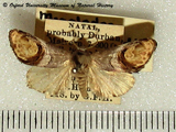 Cyclopera bucephalidia